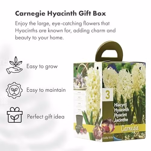 GreenBrokers White Hyacinth Growing Kit with 3 Bulbs and Pot – 2