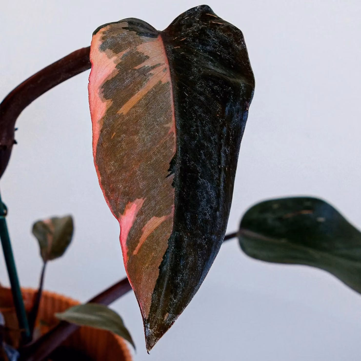 Primrose Pink Princess Philodendron Indoor Plant with Pink and Green Foliage, 25 cm, 12 cm Pot – 2