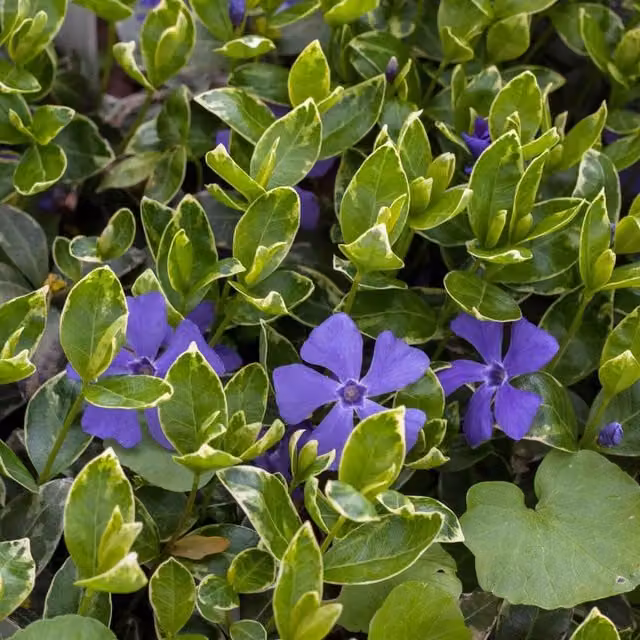 Marshalls Garden Vinca minor Ralph Shugart Purple Evergreen Perennial Ground Cover Plant