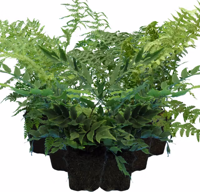 Plants By Post Pack of 3 Hardy Fern Mix Shield Holly and Male Fern Green 1L