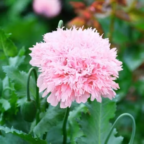 Thompson & Morgan Mr. Men Little Miss Poppy Lilac Pom Pom Pink Opium Poppy Seeds, 225 Seeds – 1