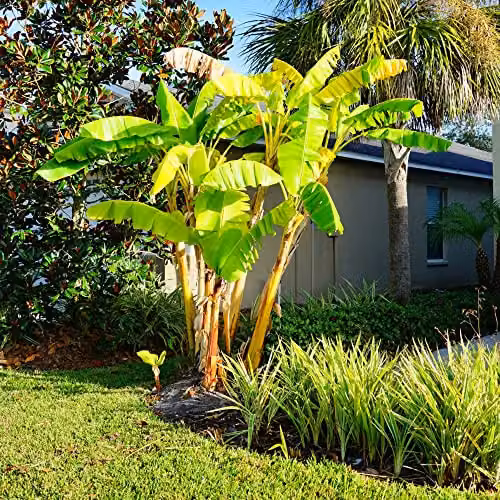 Thompson & Morgan Musa Basjoo Japanese Banana Palm Exotic Upright Evergreen Plant with Yellow Flowers, 3 x 10.5cm Pot – 2