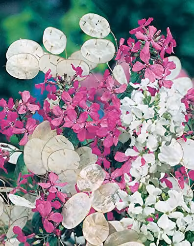 Johnsons Honesty Purple and White Flower Seeds – 2