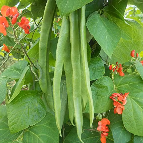 Thompson and Morgan Benchmaster Runner Bean Seeds, 40 Seeds per Packet – 2