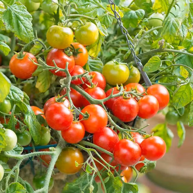 Marshalls Red Dwarf Tomato Seeds, Patio and Pot Variety, 10 Pack