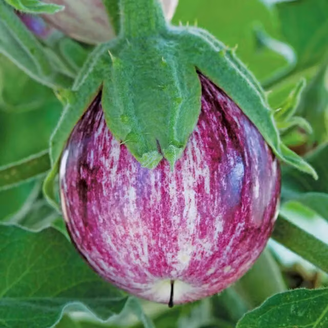 Marshalls Pinstripe Compact Aubergine Seeds, Spine-Free Variety