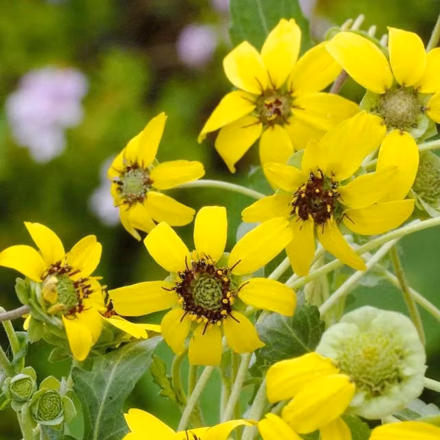 Unwins Berlandiera Chocolate Daisy Yellow Flower Seeds