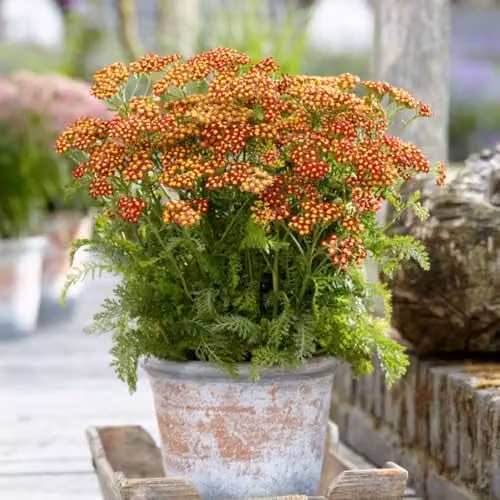 Thompson & Morgan Achillea Milly Rock Red Compact Perennial, 3 Litre Potted Plant