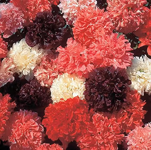 Thompson and Morgan Poppy Peony Flowered Mixed Hardy Annual Flower Seeds, 1500 Seeds, Multicolour