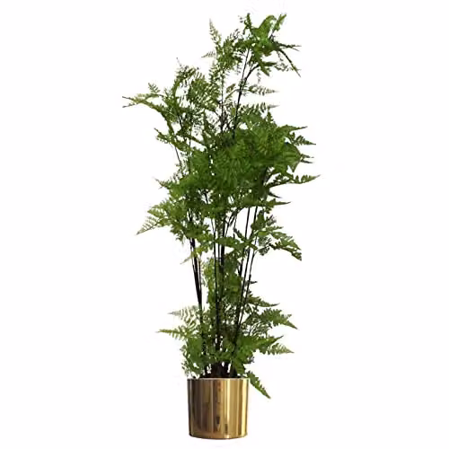 Leaf Design UK Artificial Moss Base Fern Foliage Plant with Gold Planter, Green, Height: 150 cm – 2