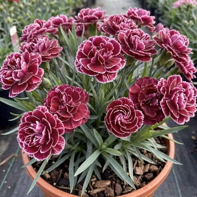 Plants by Post Carnation Capitan Colon Red Perennial Garden Plant, 2L