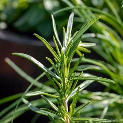 Marshalls Garden Rosemary Officionalis Ornamental Shrub, Green, 3 Plants – 3