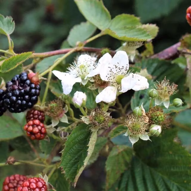 Marshalls Garden Blackberry Plant Navaho Black Berry Bush