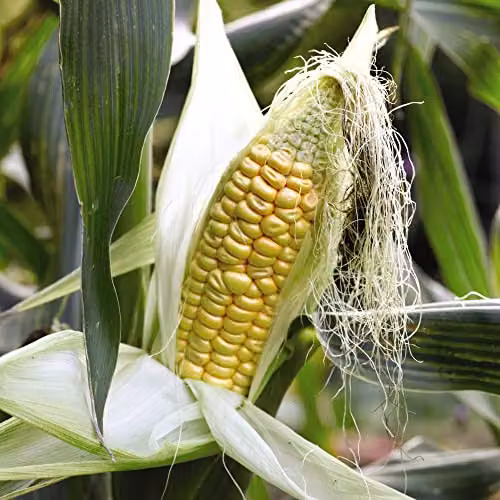 Thompson and Morgan Early Xtra Sweet F1 Hybrid Sweetcorn Seeds, Yellow, Approx. 30 Seeds – 2