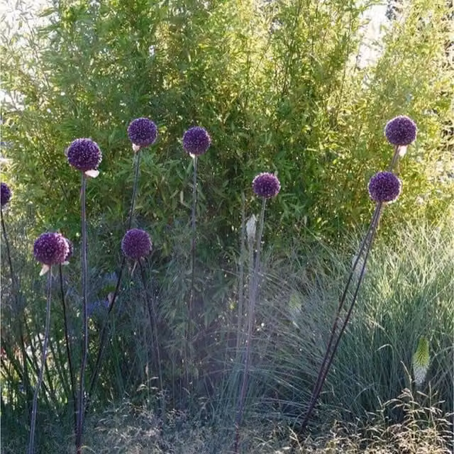 Plants By Post Pack of 25 Purple Sensation Allium Bulbs
