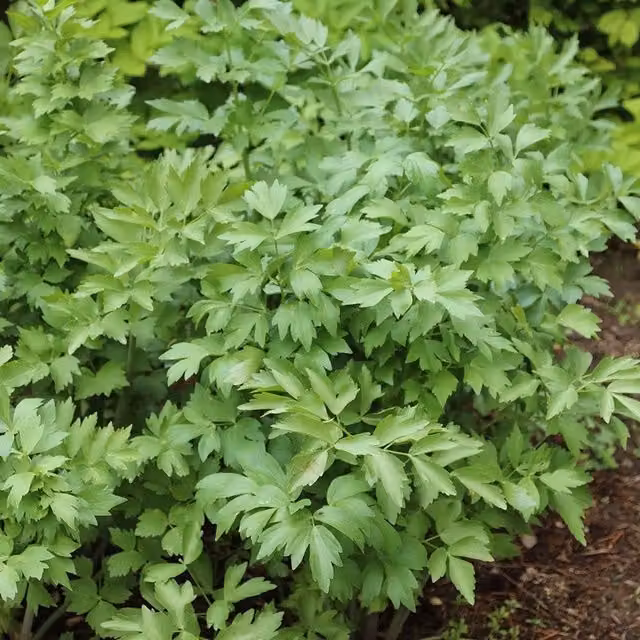 Set of 3 Primrose Levisticum Officinale Perennial Herb Garden Plants in Green Pots