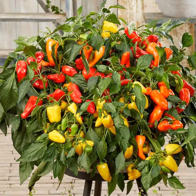 Unwins Peppers from Heaven Red Sweet Pepper Seeds