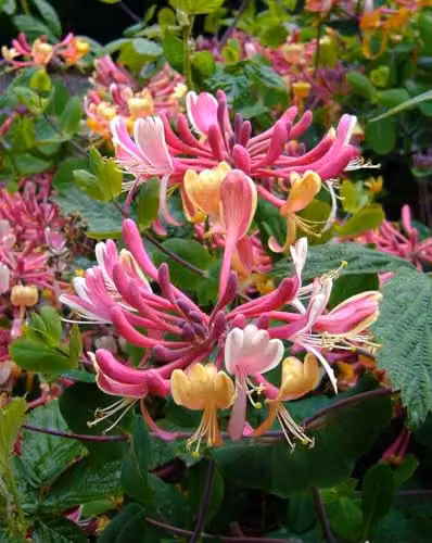 Direct Plants Fragrant and Flowering Climbing Plants Selection Garden Border Mix, Pack of 12 Perennial Climbers in Green and Pink, 3 Litre Pots