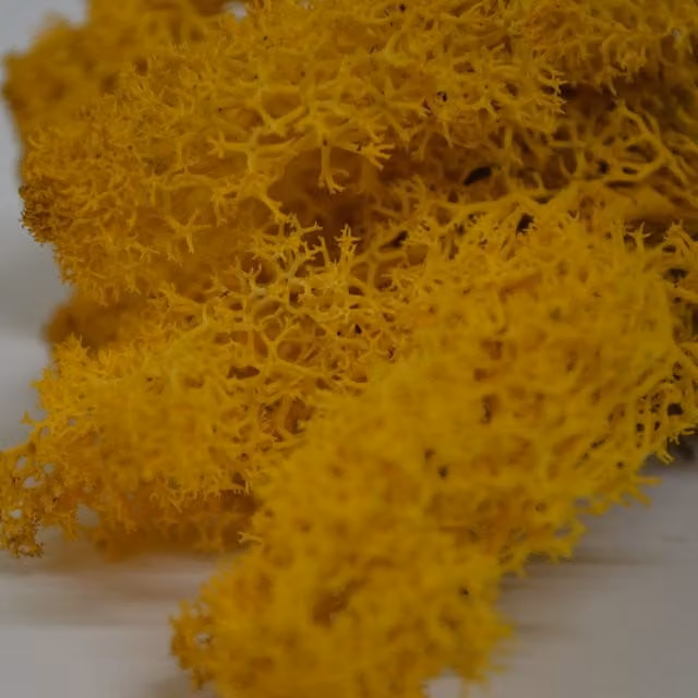 Natural Crafts Yellow Coloured Reindeer Moss