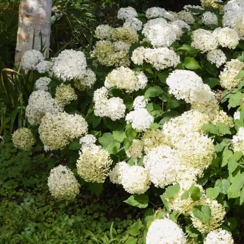 Thompson & Morgan Hydrangea Arborescens Annabelle White Ornamental Shrub, 3 x 12L Pots – 6