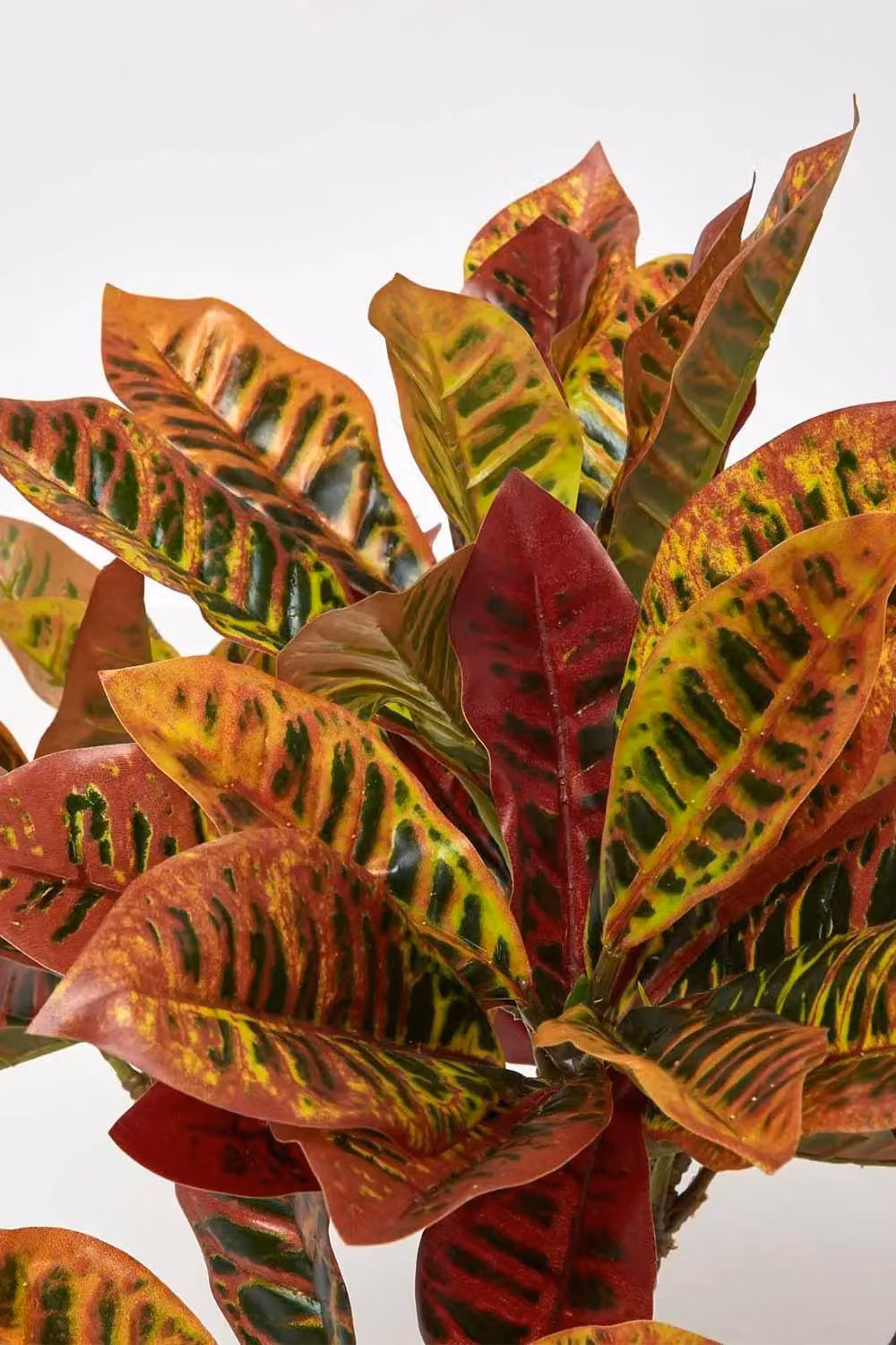 Homescapes Rushfoil Artificial Potted Croton Plant in Red and Multicolour with Black Pot, Height: 65 cm – 5