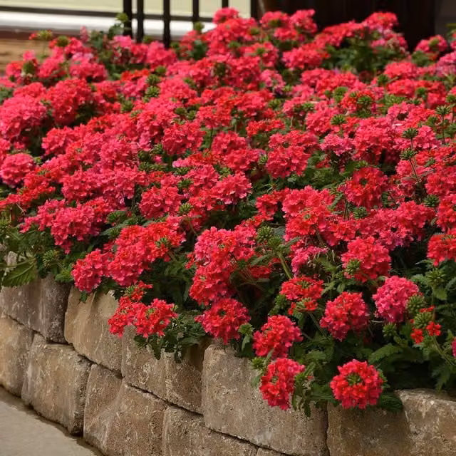 Set of 3 Plant Theory Verbena Bedding Plants in 9cm Pots, Hot Pink and Red