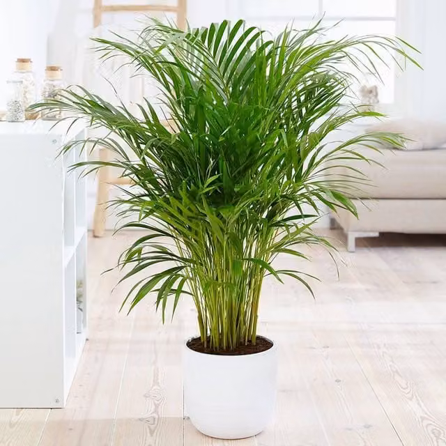 Primrose Dypsis Areca Palm Green Indoor House Plant in 21cm Pot