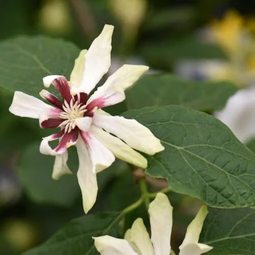 Thompson & Morgan Calycanthus floridus Venus Ornamental Shrub in a 25 Litre Pot – 2
