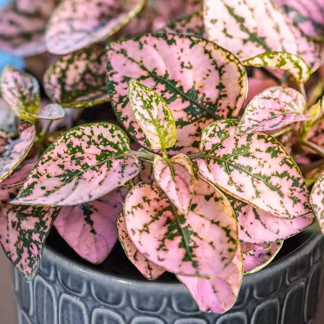 Unwins Polka Dot Flower Seeds, Pink, Red and White, 50 g