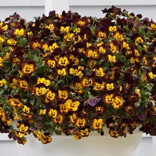 Plant Theory Cool Wave Fire Viola x Wittrockiana Multicolour Bedding Plant, 9cm Pot