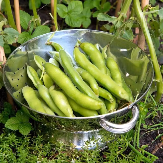 Marshalls Garden Masterpiece Green Longpod Broad Bean Vegetable Seeds, 60 seeds