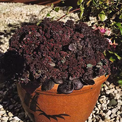 Thompson and Morgan Sedum ussuriense Turkish Delight Stonecrop Hardy Perennial Flower Seeds, 50 Seeds