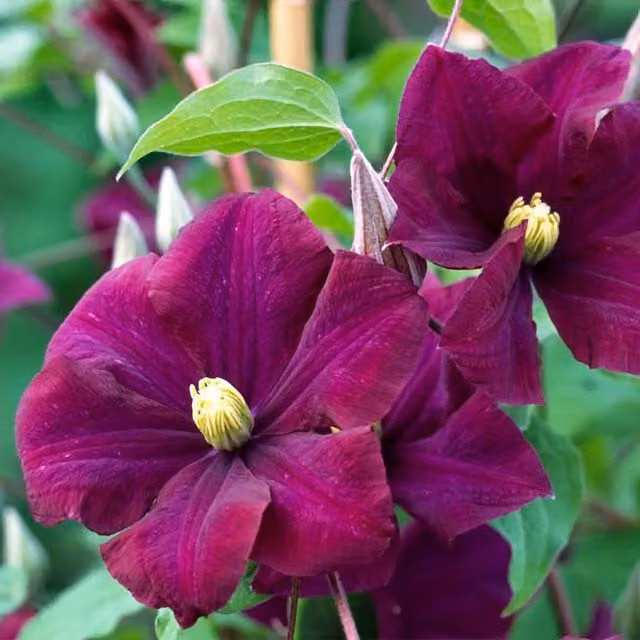 Plant Theory Clematis Warszawska Nike Burgundy Flowering Vine Climber in a Green Pot