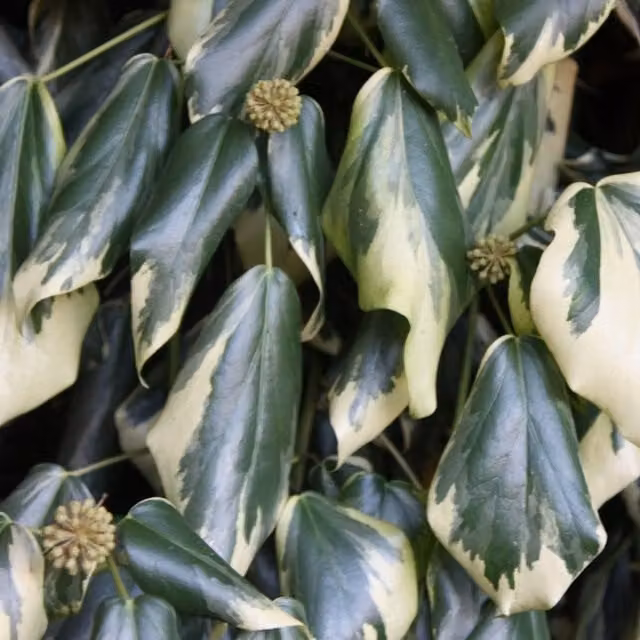Plant Theory Hedera Colchica Dentata Variegata Evergreen Climbing Vine, Green