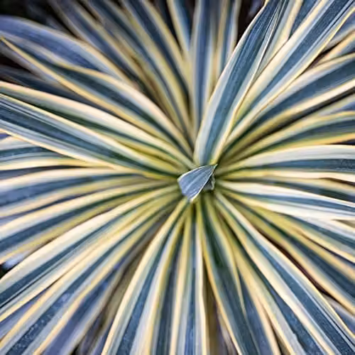 Thompson and Morgan Cordyline Australis Torbay Dazzler Cabbage Palm Hardy Ornamental Shrub, 3 x 9cm Potted Plants