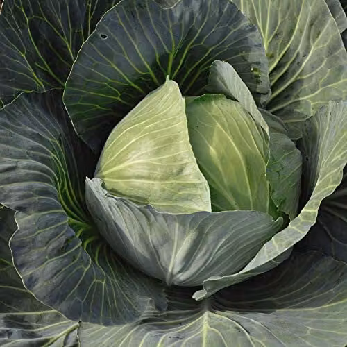 Thompson and Morgan Cabbage Gilson F1 Hybrid Autumn Vegetable Seeds, 40 Seeds