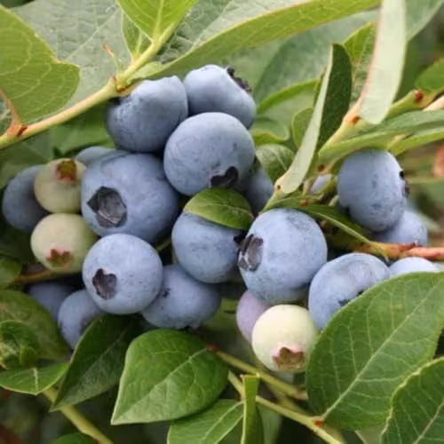 Thompson & Morgan Blueberry Brigitta Late Season Hardy Fruit Shrub in 1.5 Litre Pots
