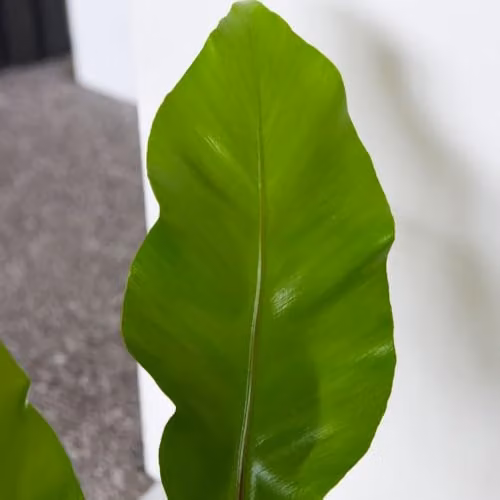 Thompson & Morgan Asplenium Nidus Bird's Nest Fern, Pack of 2, 12cm Pot, Green Indoor Plant – 2