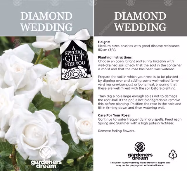 Gardeners Dream Diamond 60th Anniversary White Rose Bush Ornamental Shrub