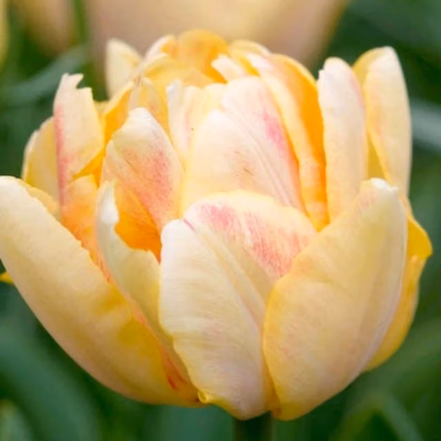 Plants By Post Pack of 15 Tulip Foxy Foxtrot Bulbs in Peach, Orange, Yellow and Pink