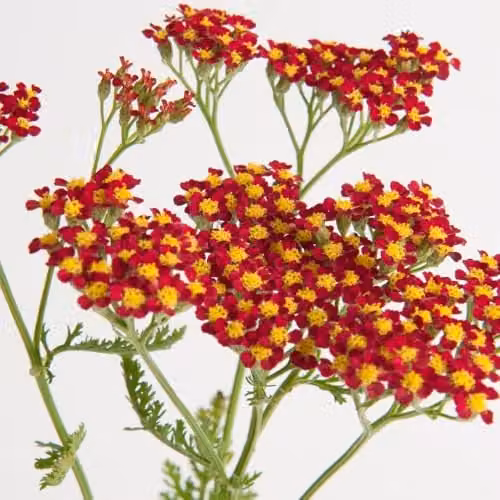 Thompson and Morgan Achillea Milly Rock Red Compact Hardy Perennial, 3 x 2 Litre Pots – 3