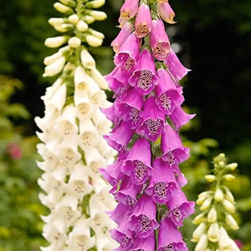 Thompson & Morgan Foxglove Digitalis purpurea Excelsior Hybrids Mixed Colour Garden Ready Plants, 30 Pack