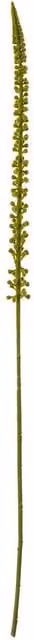 Hill Interiors Eremurus Stem Artificial Plant in Green