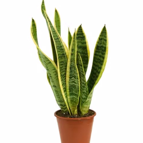 Thompson & Morgan Sansevieria trifasciata Mother-in-Law's Tongue Succulent Plant with Gold Variegated Edges in a 19cm Pot – 5