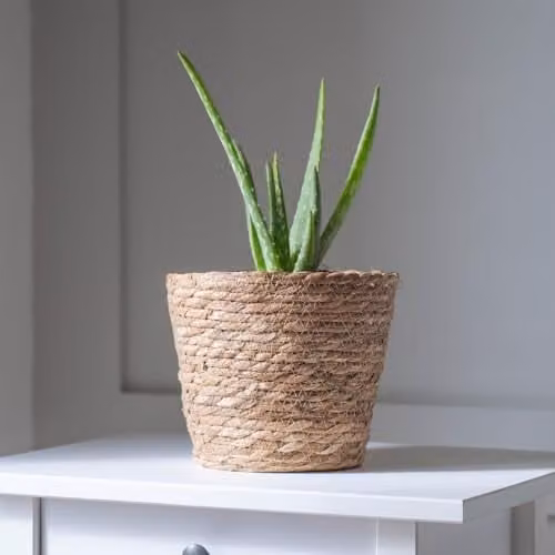 Thompson and Morgan New Home Houseplant Collection of 8 Indoor Potted Plants with Colourful Foliage, Pot Size: 12 cm – 2