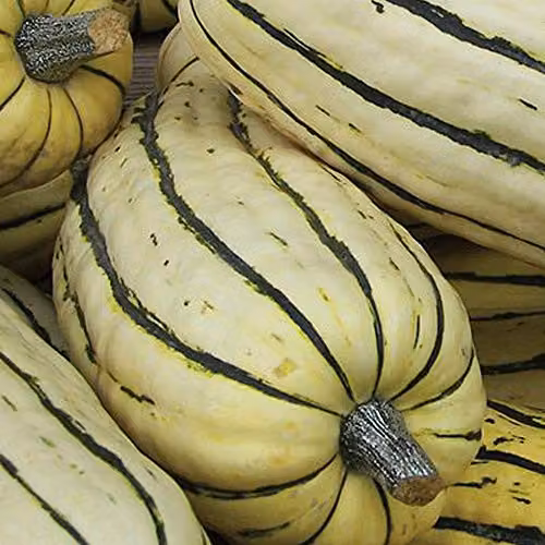 Thompson and Morgan Honeyboat Delicata Squash Seeds, 5 Seeds per Packet – 2