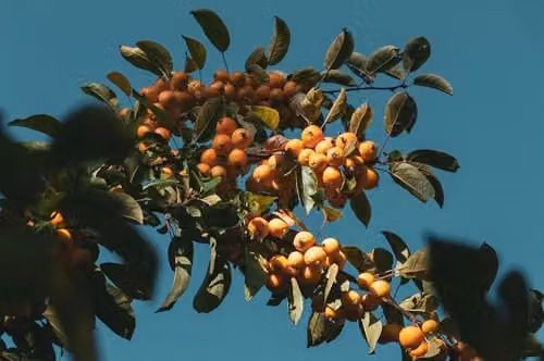 Direct Plants Malus Comtesse de Paris Ornamental Apple Tree, Height: 182.88 cm, 12 Litre Pot