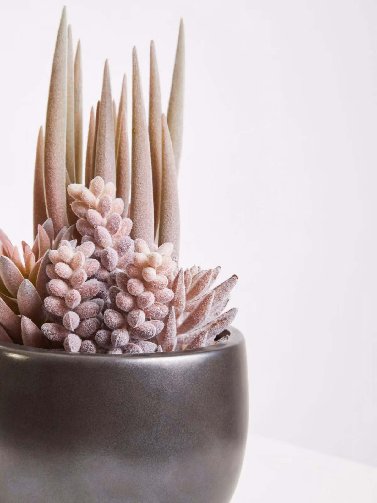 Fiori Mixed Succulents in a Grey and Green Ceramic Pot – 4