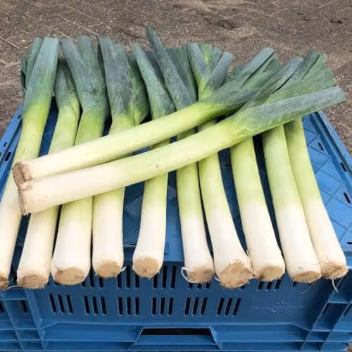 Thompson & Morgan Santora F1 Leek Seeds, Rust-Resistant and Winter Hardy, 30 Seeds per Packet – 2