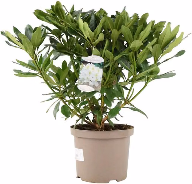 Plants by Post White Rhododendron Evergreen Ornamental Shrub in 5L Pot